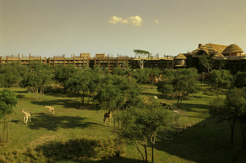 Lodge Disney's Animal Kingdom